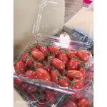 嘉義民雄溫室玉女小蕃茄🍅