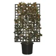 500mm Espalier Magnolia Little Gem - Magnolia grandiflora