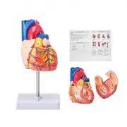 VEVOR Anatomical Human Heart Model Heart Teaching Model 1:1 Life Size 2 Parts