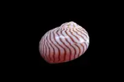 Sea shell - Tanea lineata- 28mm