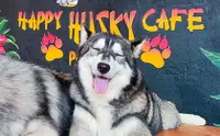 在飛比找KLOOK 客路優惠-公主港Happy Husky Cafe