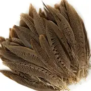 ENGLISH RINGNECK PHEASANT Natural Feathers 6-8" Halloween/Hats/Costume