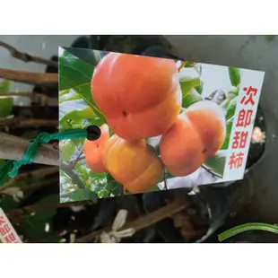 卉迎園藝 次郎甜柿嫁接苗高度60公分/水果樹苗/新興果樹