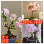 🌷【盆栽櫻花種子】 微型櫻花 日本櫻花 室內易活 四季開花 盆栽花草辦公室內植物首選 新手陽臺庭院 觀賞花卉種子