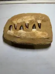 DINOSAUR MOSASARUS FOSSIL JAW BONE WITH TEETH
