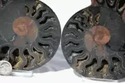 1016 RARE 1in100 BLACK Ammonite PAIR Deep Crystals 110myo FOSSIL LRG 132mm 5.3"