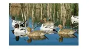 Dakota Decoy 13700 X-Treme Pintail Floater Decoys 6 Pack w/ 3 Drakes and 3 Hens