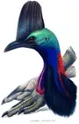 Australian Cassowary (Casuarius Australis) - 1869 - Bird Illustration Poster