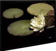 ArtWall 40"x52" Water Lily I Unwrapped Canvas Art by Linda Parker with 2" Border