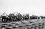 1920 Wagon loads of wood at the Merbein Railway Station Australia OLD PHOTO