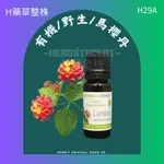 現貨 H29A  有機 / 野生 / 馬櫻丹 精油 AROMAZONE 公司正式申報進口