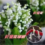 四季種植鈴蘭花苗 歐洲貴族結婚手捧花種 濃香花卉 鈴蘭花帶芽 四季開花不斷 好養活球根 雪滴花根莖 園藝四季種植