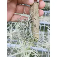 在飛比找Yahoo!奇摩拍賣優惠-綠房子空氣鳳梨 迷你型 黃色香花B Tillandsia c