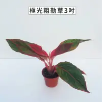 在飛比找momo購物網優惠-【Gardeners】極光粗肋草 3吋盆 -1入(室內植物/