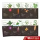 Innisfree 濟州根莖植萃面膜 蝦皮直送 現貨