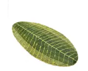 Green Leaf Soft Non-slip Bath Mat Bath Mat Shower Mat Doormat Carpet For Bathroom Kitchen Living Room Bedroom