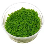 TC - Micranthemum Monte Carlo Tissue Culture Live Aquatic Plant