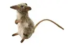Hansa Toy 4111 Elephant Shrew 14 Cm Plush Toy Stuffed Animal