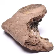HADROSAUR DINOSAUR RIB BONE FOSSIL F614