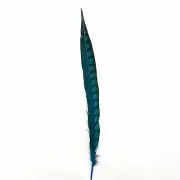 20" to 30" Lady Amherst Pheasant Side Tail Feather - Turquoise ((SECONDS))