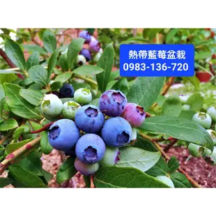 【大果熱帶藍莓】盆栽 4年樹齡 水果苗 黑莓 覆盆子 覆盆莓 樹莓 紅莓 蔓越莓