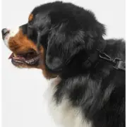 2x LARGE / XL Waterproof Diggs Dogs Collar BLACK Brand New w/ tags dog collars