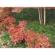 140mm Dwarf Nandina - Nandina domestica Nana