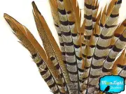 10 Pieces - 14-16" NATURAL Reeves Venery Pheasant Tail Feathers