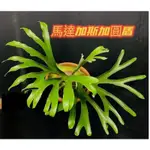 PLATYCERIUM ALCICORNE         馬達加斯加圓盾鹿角蕨18原生種之一 4吋盆