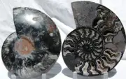RARE 1in100 BLACK Ammonite PAIR Deep Crystal 110myo FOSSIL XXL 205mm 8.2" 1441xv