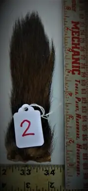 Colonel Beauxs Premium Select "JUMBO" eastern woodchuck tail, 4.95!