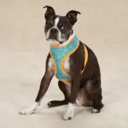 Blooming Brights Dog Harness Pet Soft East Side Collection Flower Dots Adjustabl