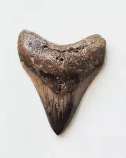 GORGEOUS HIGH QUALITY AND DETAILED MEGALODON FOSSIL SHARK TOOTH