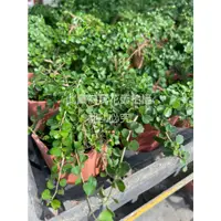 在飛比找蝦皮購物優惠-☆萬花叢★灌木植物【姬水蓮木】★2.5吋盆★高約5-10cm