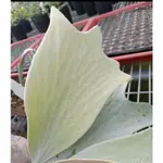 《植醉今明》PLATYCERIUM 鹿角蕨系列-安地斯X爪哇 ANDINUM X WILLINCKII