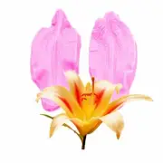 Lily Flower Leaf Silicone Mold Chocolate Fondant Sugar Mould Embosser Printing