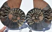 Dinosaur PAIR BLACK Ammonite 1 IN 100 XXXLG 200mm 110myo FOSSIL 8.0" 3175xx