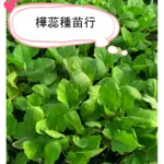 E01麻薯茄子 吊菜 紅菜 麻糬茄 Q軟 易熟 可口美味，茄子