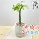 【小品文化】馬拉巴栗辮子【現貨】3吋條紋圓免澆水盆栽 室內植物 室內盆栽 懶人盆栽 水培植物 水培盆栽 室內盆栽 開花植