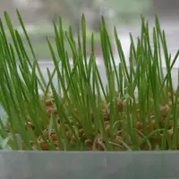 在飛比找蝦皮購物優惠-小麥草種子 小麥草 小麥 小麥種子小麥草汁 貓草種子 貓草 