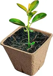 Peat Pots for Seedlings | Compostable Planting Cups,Flower Germination Starter, Lawn Potting, Gardening Accessories for All Vegetable Germination