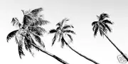 100cm Andy Baker Australia Tropical Palm Tree Island Art Painting Canvas print