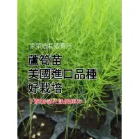 在飛比找蝦皮購物優惠-蘆筍苗🌱美國進口品種栽培容易⚠️下單前請詢問庫存🏡家菜植栽販