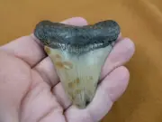 S268-72) big 2-13/16" Fossil MEGALODON Shark Tooth Teeth JEWELRY love meg sharks