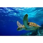 Save 15.00%! Diving with Dugongs and Turtles With Lunch in Marsa Mubarak