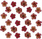 3X (72pieces) Little Narcissus 0.6-1cm Natural Dried Flowers Pressed Herbarium Flower Nail Sticker Resin Filler (Amaranth)