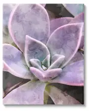 Purple Succulent Close Up Canvas Wall Art by Daphne Polselli