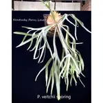 《LEO雨林植物》P. VEITCHII SPORING  立葉孢子精選