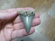 (S260-41) 2-1/4" wicked Fossil MEGALODON Shark Tooth Teeth JEWELRY love sharks