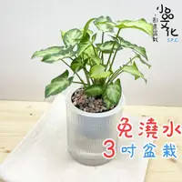 在飛比找蝦皮商城優惠-【小品文化】綠精靈【現貨】3吋條紋圓免澆水盆栽 懶人盆栽 觀